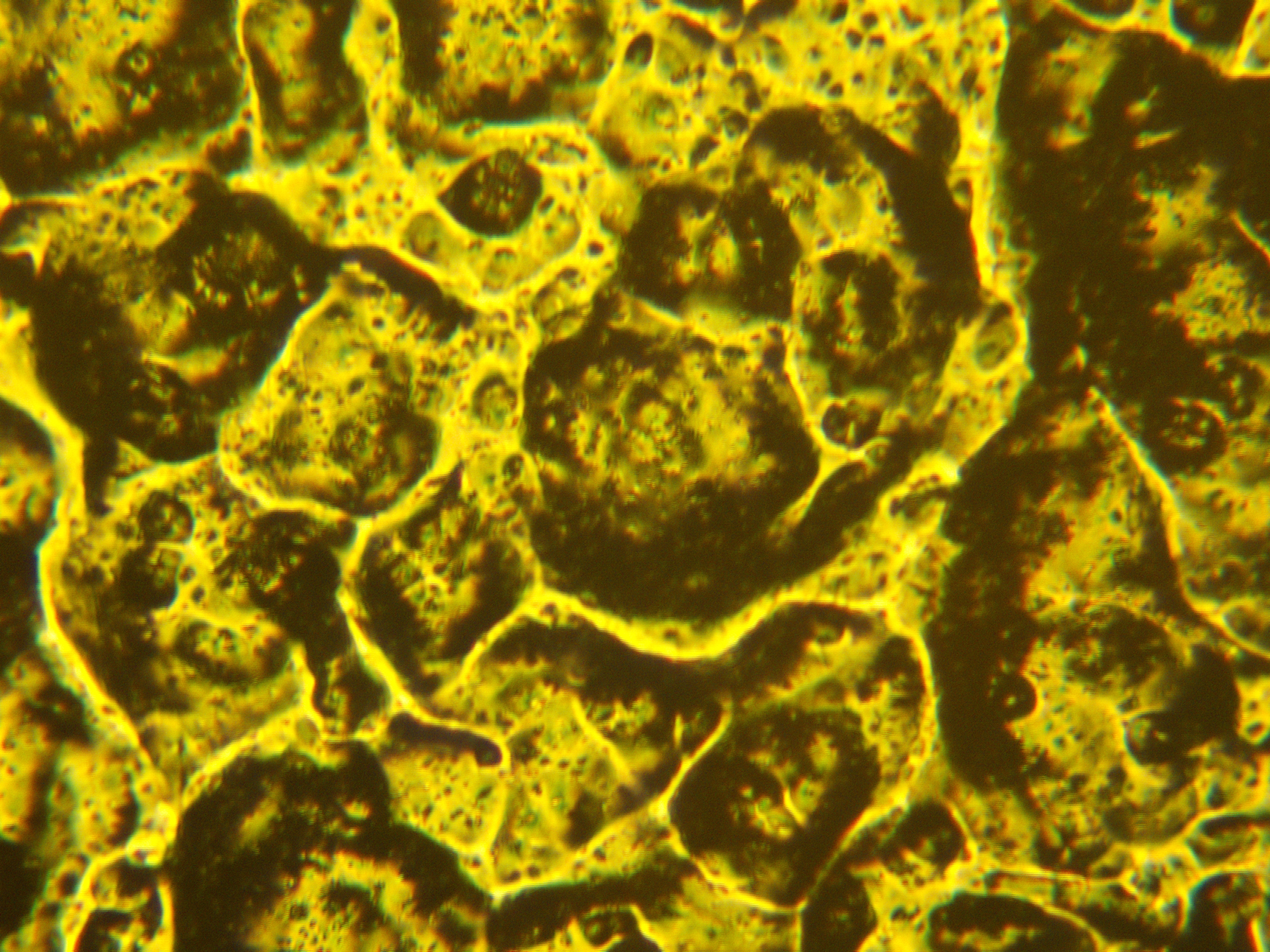 окрашенный металл поляризация